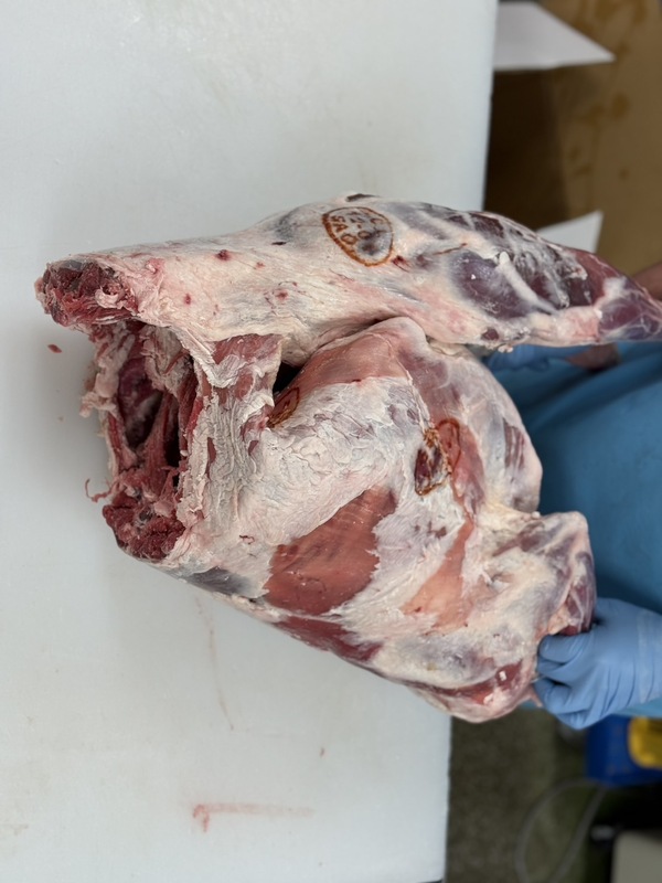 [【訳あり品/大特価】パタゴニアンラム1頭分枝肉11.90kg(頭・内臓無し)送料無料]　